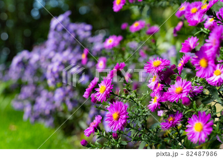 ガーデンに咲く花 82487986