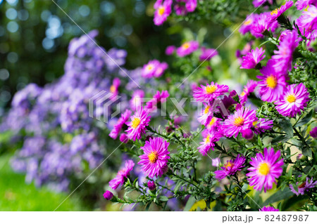 ガーデンに咲く花 82487987
