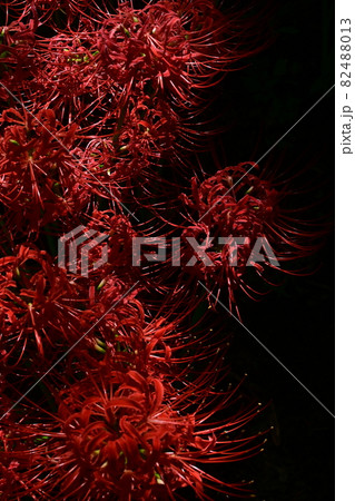 陰影が明瞭な彼岸花(ヒガンバナ) 陰影が明瞭な彼岸花(ヒガンバナ) 82488013