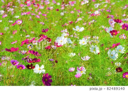 コスモス、上原コスモス園、魚沼市、新潟県、日本 82489140