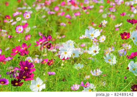 コスモス、上原コスモス園、魚沼市、新潟県、日本 82489142