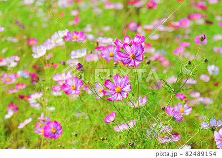 コスモス、上原コスモス園、魚沼市、新潟県、日本 82489154
