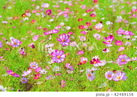 コスモス、上原コスモス園、魚沼市、新潟県、日本 82489156