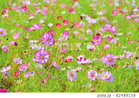 コスモス、上原コスモス園、魚沼市、新潟県、日本 82489158