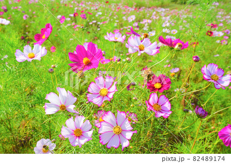 コスモス、上原コスモス園、魚沼市、新潟県、日本 82489174