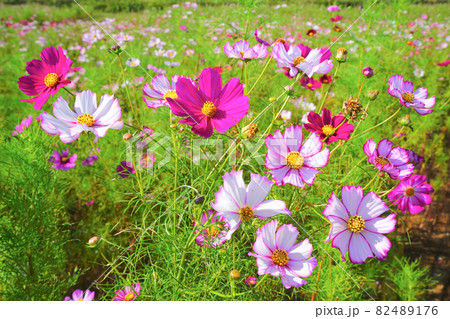 コスモス、上原コスモス園、魚沼市、新潟県、日本 82489176