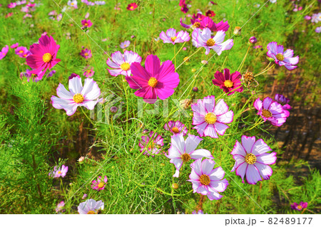 コスモス、上原コスモス園、魚沼市、新潟県、日本 82489177