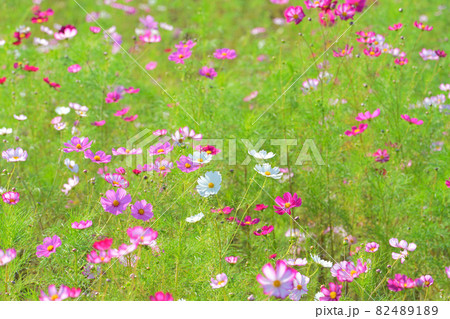コスモス、上原コスモス園、魚沼市、新潟県、日本 82489189
