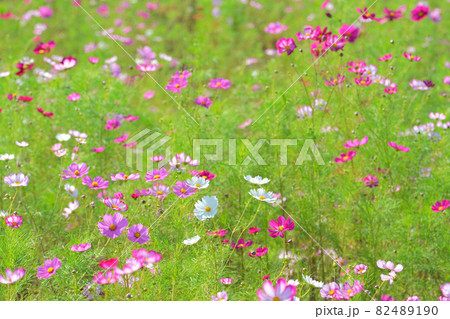 コスモス、上原コスモス園、魚沼市、新潟県、日本 82489190