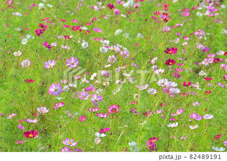 コスモス、上原コスモス園、魚沼市、新潟県、日本 82489191