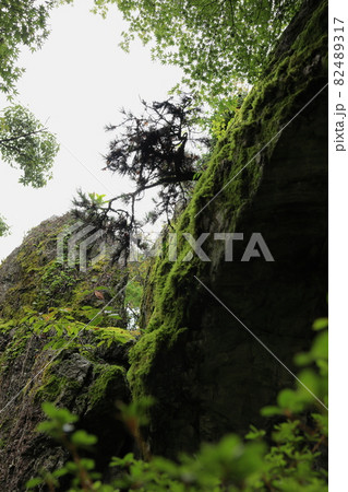 秋の苔むした光石 82489317