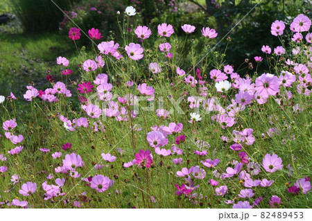 風景、植物、写真 高原の風に揺れるコスモスの花 岩手県岩手高原のコスモス 風景、植物、写真 高原の風に揺れるコスモスの花 岩手県岩手高原のコスモス 82489453