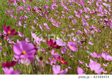 風景、植物、写真 高原の風に揺れるコスモスの花 岩手県岩手高原のコスモス 風景、植物、写真 高原の風に揺れるコスモスの花 岩手県岩手高原のコスモス 82489454