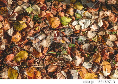 Group of various autumn fallen leaves in red and orange colors lying on ground isolated, dump of different leaves, autumn concept 82489713