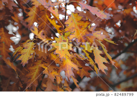 Colorful foliage in the autumn park. Oak autumn leaves . Autumn Trees Leaves 82489799