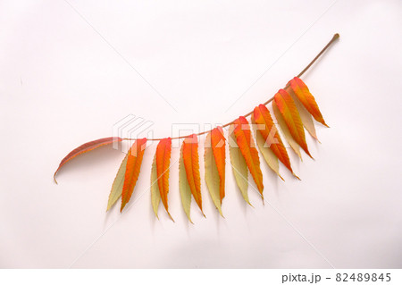 Branch of autumn leaves on a white background. Studio shot Branch of autumn leaves on a white background. Studio shot 82489845
