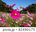快晴の日のピンク色のコスモス 82490175