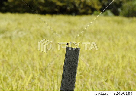 黄金色の稲穂と竹の棒に止まるクルマトンボ 黄金色の稲穂と竹の棒に止まるクルマトンボ 82490184