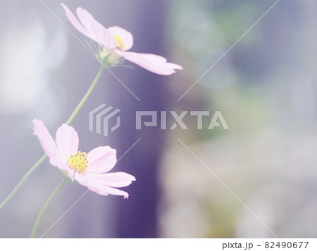 淡いコスモスの花 82490677