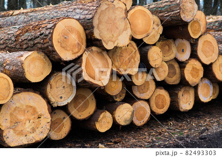 Beech logs, national park, forest lumber. Wood material Beech logs, national park, forest lumber. Wood material 82493303