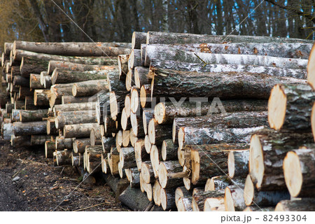 Beech logs, national park, forest lumber. Wood material Beech logs, national park, forest lumber. Wood material 82493304