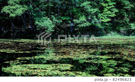 福島県　矢ノ原湿原 82496823