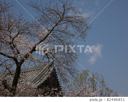 春を迎え本堂の前で咲く桜 【寺巡り】 春を迎え本堂の前で咲く桜 【寺巡り】 82496851