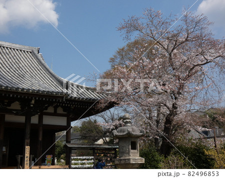 春を迎え本堂の前で咲く桜 【寺巡り】 春を迎え本堂の前で咲く桜 【寺巡り】 82496853