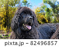 gorgeous huge good-natured black giant Newfoundland dog enjoying golden autumn in the forest  82496857