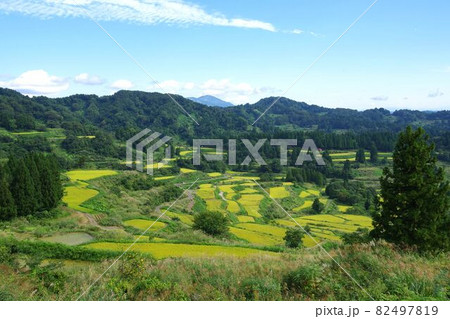 十日町市・星峠の棚田 ~収穫期~ 十日町市・星峠の棚田 ~収穫期~ 82497819