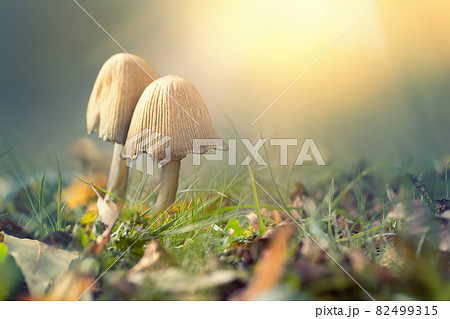Autumn scene with mushrooms Autumn scene with mushrooms 82499315