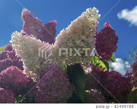 Inflorescences of the paniculate hydrangea are white and pink against blue sky. Inflorescences of the paniculate hydrangea are white and pink against blue sky. 82499788