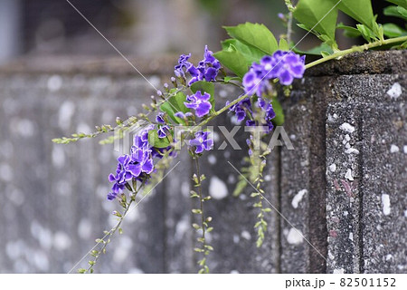 デュランタ・レペンス・タカラズカ デュランタ・レペンス・タカラズカ 82501152