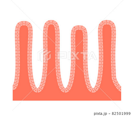 Intestinal villi anatomy 82501999