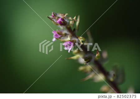 シソの花 82502375