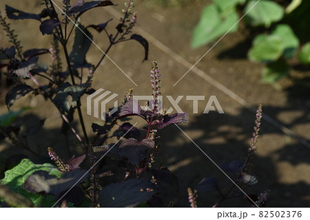 シソの花 82502376