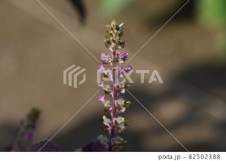 シソの花 シソの花 82502388