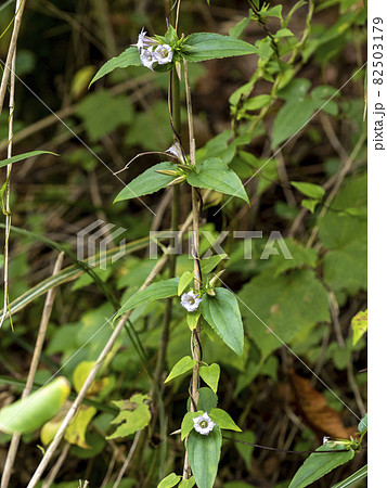ツルリンドウの花 ツルリンドウの花 82503179