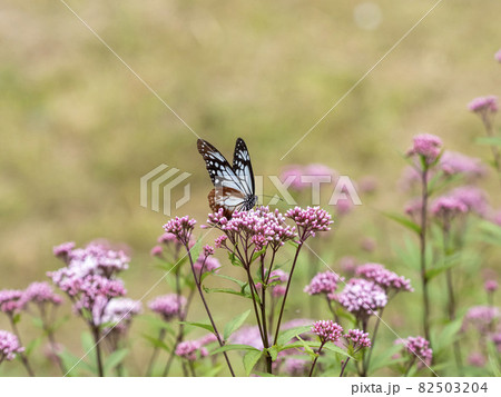 フジバカマの花に来たアサギマダラ 82503204