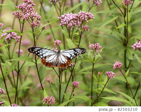 フジバカマの花に来たアサギマダラ 82503210