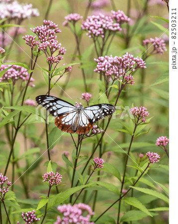フジバカマの花に来たアサギマダラ 82503211