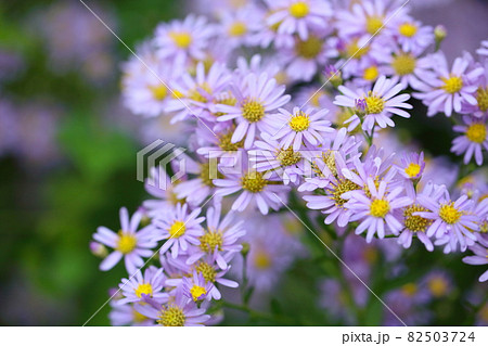 シオンの花の写真素材
