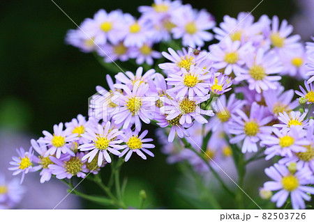 シオンの花の写真素材