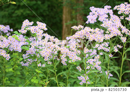 シオンの花の写真素材
