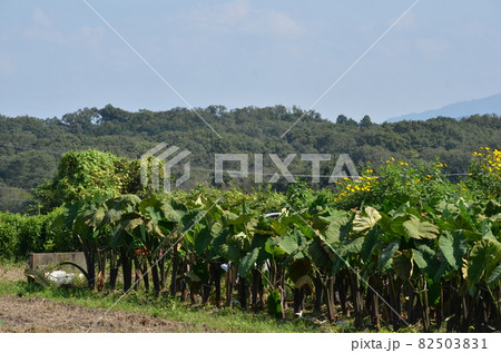 里芋の畑 82503831