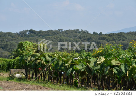 里芋の畑 82503832