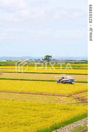 稲刈り 82503899