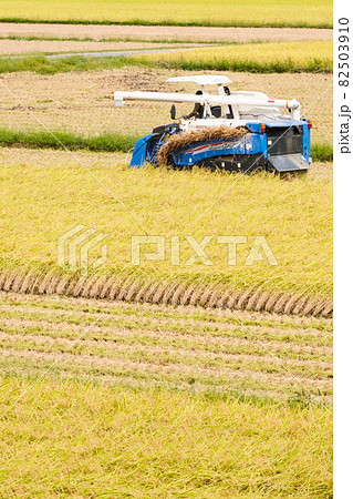 稲刈り 82503910