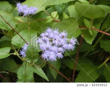 道端で咲く小さな薄紫の花 82503912