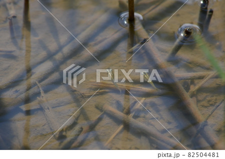 野生　黒メダカ 82504481